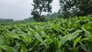 Cây nghệ nếp đỏ phủ xanh những triền đồi ở Thọ Bình, Thanh Hóa, mở hướng phát triển vùng nguyên liệu và nâng giá trị kinh tế địa phương.