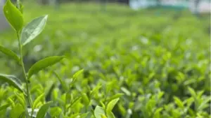 Chè Thái Nguyên đang trở thành thương hiệu vùng đất, gắn những đồi chè với văn hóa trà, trải nghiệm du lịch và sản phẩm OCOP đặc trưng.