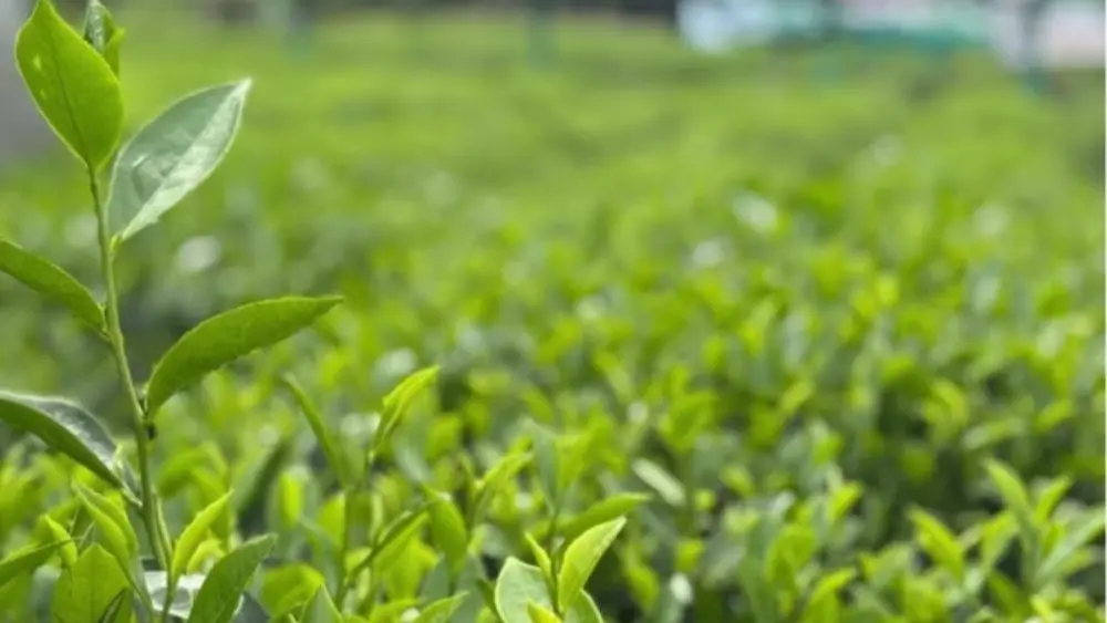 Chè Thái Nguyên đang trở thành thương hiệu vùng đất, gắn những đồi chè với văn hóa trà, trải nghiệm du lịch và sản phẩm OCOP đặc trưng.