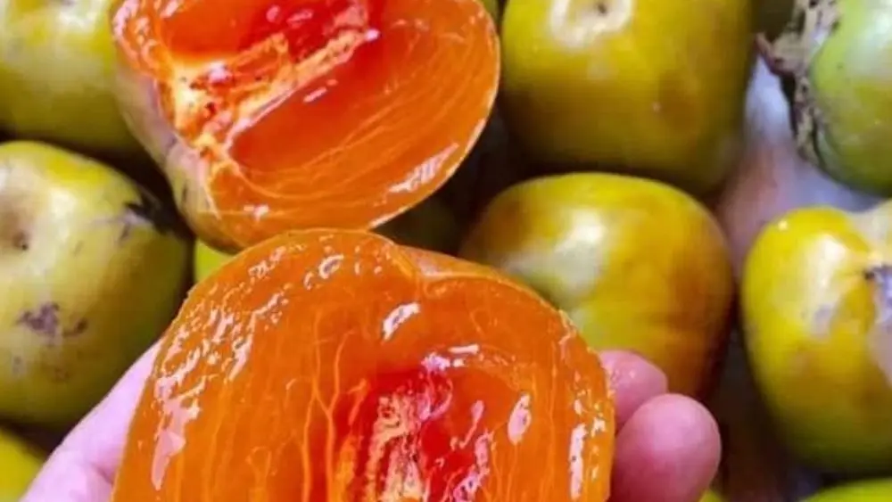 t): Hồng da tre đặc sản Thái Nguyên giá lên tới 170.000 đồng/kg