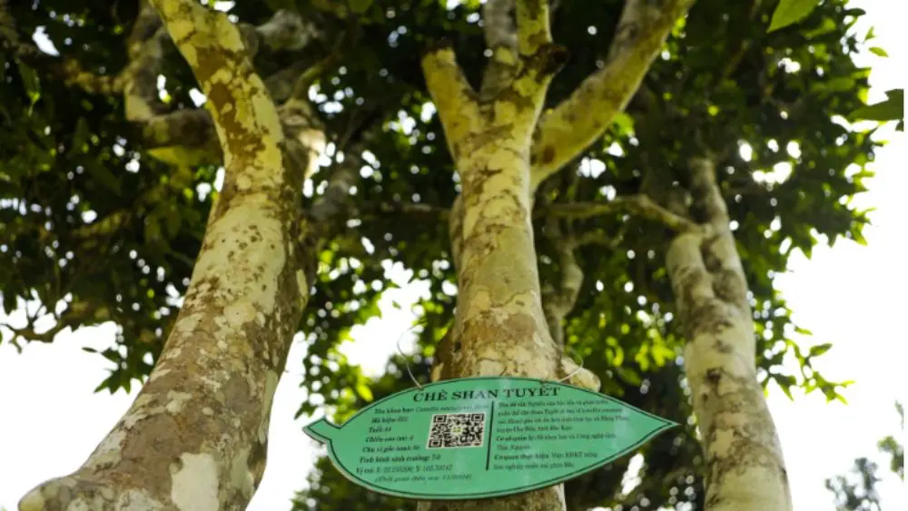 Chè Shan tuyết cổ thụ ở Thái Nguyên được xem là di sản quý, tạo sinh kế và mở hướng phát triển sản phẩm đặc sản, du lịch vùng cao.