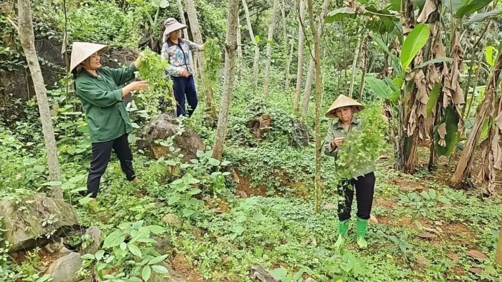 Cây dược liệu đang mở ra hướng phát triển kinh tế mới tại vùng núi Thanh Hóa, gắn sản xuất với chế biến và nâng cao giá trị.