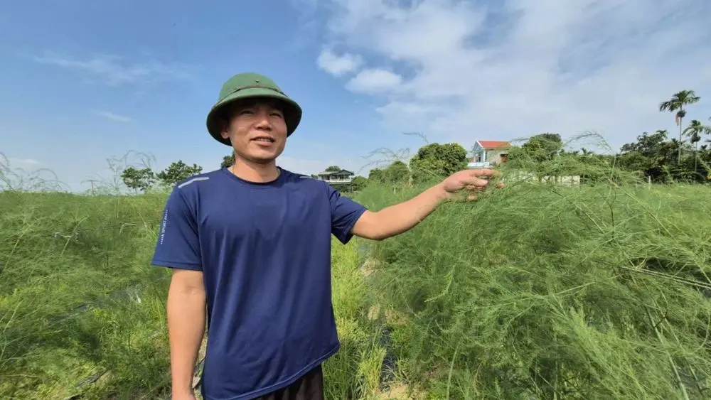 Măng tây xanh giúp kỹ sư Phùng Văn Toàn có nguồn thu hơn 300 triệu đồng/năm sau khi bỏ việc về quê làm nông nghiệp.
