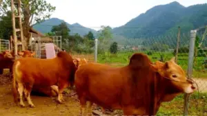 Bò Mông được định hướng phát triển thành sản phẩm chất lượng cao, hướng tới xây dựng thương hiệu như bò Kobe của Nhật Bản.