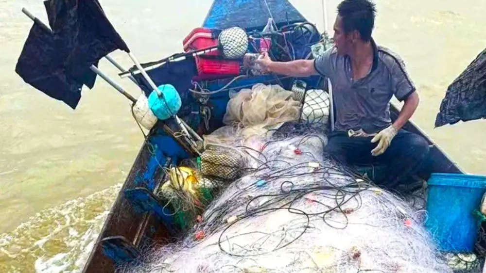 Ngư dân xã Yên Hòa trúng đậm cá chim vàng sau chuyến ra khơi, thu nhập 10-20 triệu đồng nhờ sản lượng đánh bắt cao.