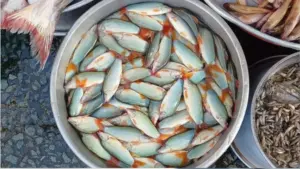 Cá heo nước ngọt loại lớn tại miền Tây có giá tới 620.000 đồng/kg do nguồn cung đầu mùa nước nổi còn hạn chế.