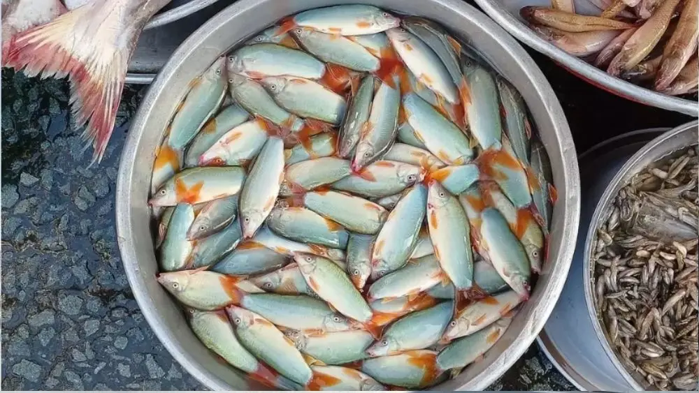 Cá heo nước ngọt loại lớn tại miền Tây có giá tới 620.000 đồng/kg do nguồn cung đầu mùa nước nổi còn hạn chế.