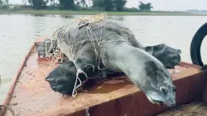 Rùa Hoàn Kiếm và thông tin về cá thể có thể còn tại hồ Đồng Mô