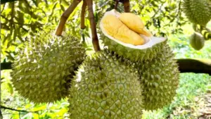 Xuất khẩu sầu riêng Việt Nam đạt gần 2 tỷ USD sau 8 tháng, trong đó Trung Quốc chiếm phần lớn; Thái Lan đề xuất thuế sầu riêng.