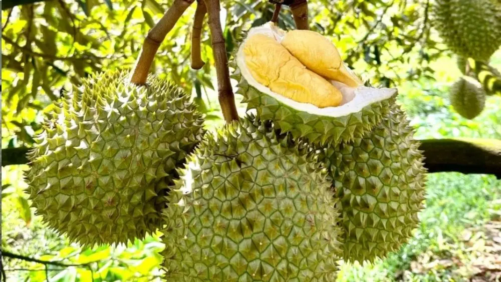 Xuất khẩu sầu riêng Việt Nam đạt gần 2 tỷ USD sau 8 tháng, trong đó Trung Quốc chiếm phần lớn; Thái Lan đề xuất thuế sầu riêng.