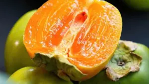 Hồng da tre Thái Nguyên có giá tới 200.000 đồng/kg nhưng vẫn được nhiều người tìm mua nhờ hương vị đặc trưng và mùa vụ ngắn.