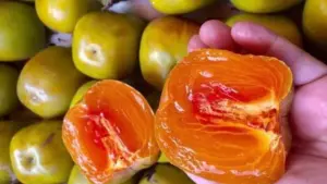 Hồng da tre Thái Nguyên có giá trị kinh tế cao, được người dân gìn giữ, nhân giống và mở rộng diện tích. Khám phá đặc sản này.