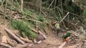 Khởi tố vụ khai thác trái phép gỗ tự nhiên tại rừng Khuổi Khinh, liên quan diện tích khoảng 10 ha rừng ở Thái Nguyên.