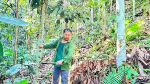 Thái Nguyên nâng cao hiệu quả kinh tế rừng trồng, chú trọng rừng gỗ lớn, chứng chỉ FSC và phát triển công nghiệp chế biến gỗ.