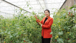 Mô hình nông nghiệp công nghệ cao của Nguyễn Thị Trâm phát triển từ 5 sào ruộng, ứng dụng nhà màng và mở rộng sản xuất nông sản.