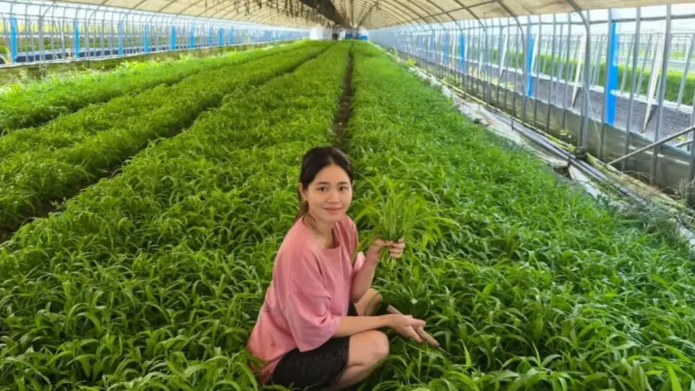 Cô gái Việt trồng rau muống tại Hàn Quốc, mỗi ngày thu hoạch hàng tạ rau, mang lại khoản lãi khoảng 190 triệu đồng mỗi tháng.