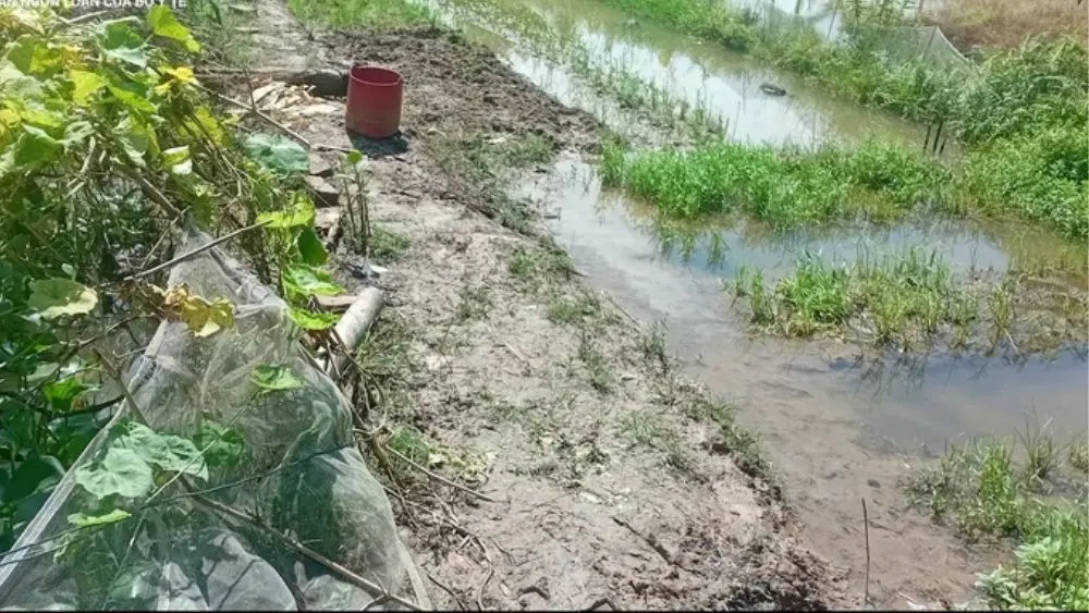 Hai vợ chồng ở Hải Phòng tử vong khi bắt cá trước ao nhà, nghi bị điện giật do sử dụng kích cá. Xem chi tiết vụ việc.