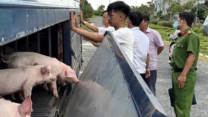 Phát hiện xe tải chở 54 con lợn mắc dịch tả lợn châu Phi. Lực lượng chức năng kiểm tra, xử lý vụ việc.