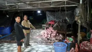 Khoảng 400 tấn heo bệnh, heo chết bị đưa ra thị trường, phơi bày lỗ hổng kiểm soát an toàn thực phẩm. Trách nhiệm thuộc về ai?