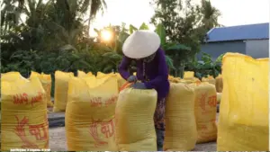Giá gạo Việt Nam tăng mạnh, kéo giá lúa đi lên nhưng nông dân ĐBSCL không còn lúa để bán. Xem diễn biến thị trường mới nhất.