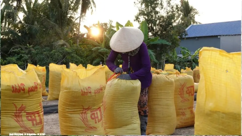 Giá gạo Việt Nam tăng mạnh, kéo giá lúa đi lên nhưng nông dân ĐBSCL không còn lúa để bán. Xem diễn biến thị trường mới nhất.