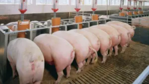 Dự án chăn nuôi heo THACO AGRI tại Gia Lai có vốn 3.800 tỷ đồng, dự kiến luân chuyển 1,34 triệu con/năm. Khám phá quy mô dự án!