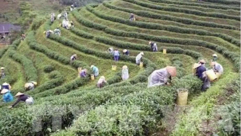 Du lịch nông thôn gắn với OCOP mở rộng đầu ra nông sản. Khám phá cách vùng chè Tân Cương, Thái Nguyên kết hợp sản xuất với trải nghiệm du lịch.