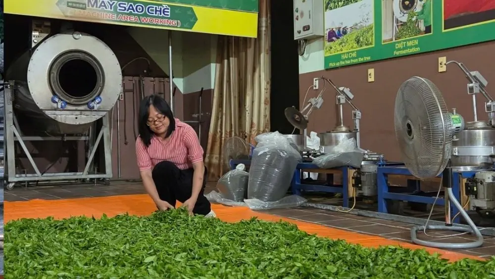 Du lịch Thái Nguyên hấp dẫn với trải nghiệm phơi chè, khám phá vùng chè và văn hóa trà trong các hành trình kết nối Hà Nội bằng tàu hỏa.