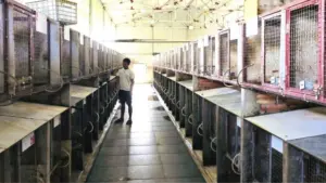 Mô hình nuôi chồn hương của anh Bùi Lý Chiến phát triển quy mô 550 con, mang lại nguồn thu khoảng 2 tỷ đồng mỗi năm.
