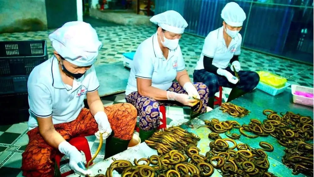 Nghề chế biến lươn tại Nghệ An chuyển hướng sang chế biến sâu, góp phần nâng cao giá trị kinh tế và phát triển sản phẩm địa phương.