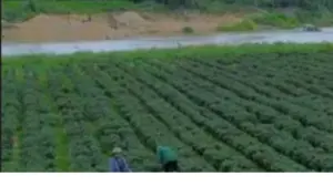 Trồng tía tô gắn với chưng cất tinh dầu tại Nghệ An mở ra hướng nâng cao giá trị nông sản. Tìm hiểu tiềm năng của mô hình n