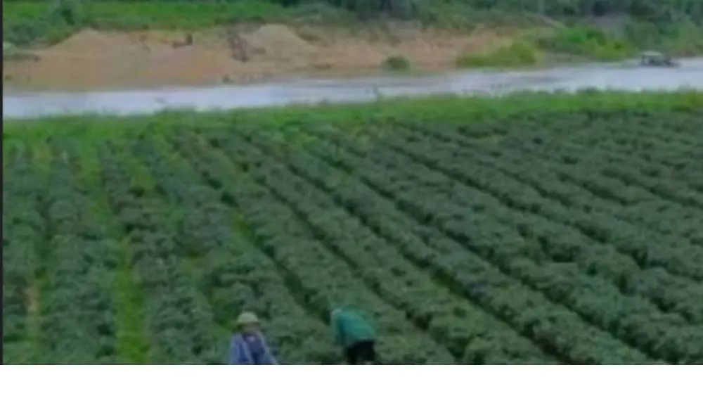 Trồng tía tô gắn với chưng cất tinh dầu tại Nghệ An mở ra hướng nâng cao giá trị nông sản. Tìm hiểu tiềm năng của mô hình n
