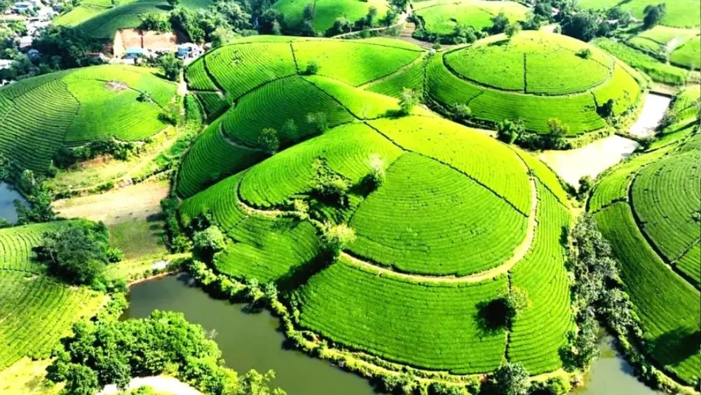 Festival Trà Quốc tế Thái Nguyên 2026 tôn vinh di sản trà, quảng bá văn hóa và phát triển thương hiệu chè Thái Nguyên.