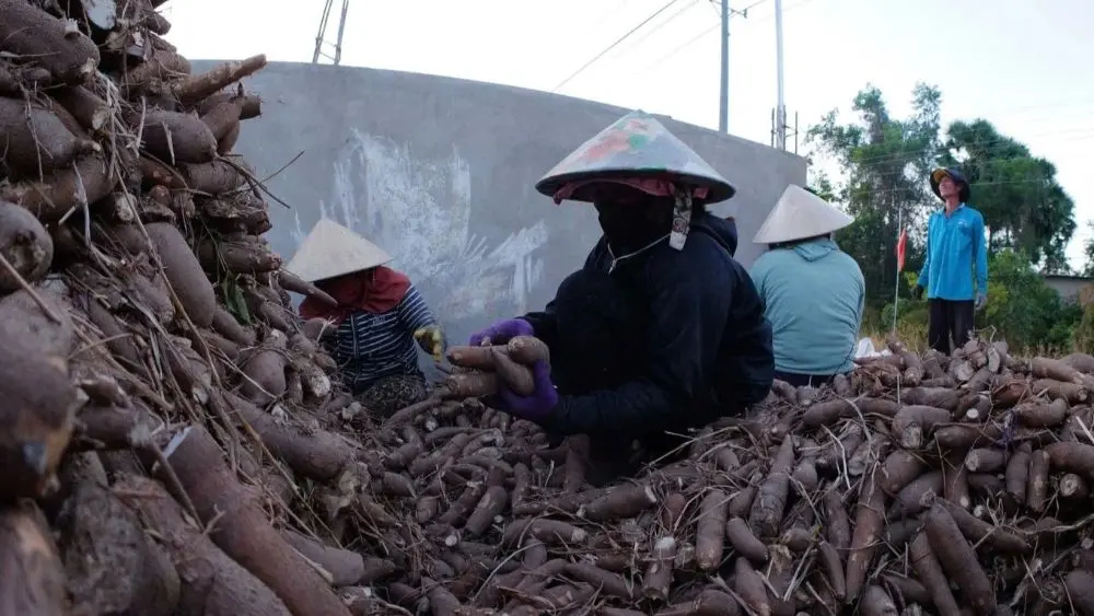 Sắn Việt Nam dễ trồng, chi phí sản xuất thấp, trong khi Trung Quốc là thị trường nhập khẩu lớn nhất với hơn 2,23 triệu tấn trong 9 tháng đầu năm.