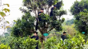 Tri thức trồng và chế biến chè Thái Nguyên được ghi danh di sản quốc gia, tôn vinh giá trị văn hóa trà truyền thống.
