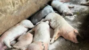 Dịch tả lợn châu Phi tái phát tại nhiều địa phương ở Nghệ An, gây thiệt hại cho người chăn nuôi. Công tác kiểm soát dịch đang được khẩn trương triển khai.
