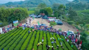 Festival Trà Quốc tế - Thái Nguyên 2026 lan tỏa tại Trại Cài qua hoạt động văn hóa trà, trải nghiệm và quảng bá đặc sản địa phương.