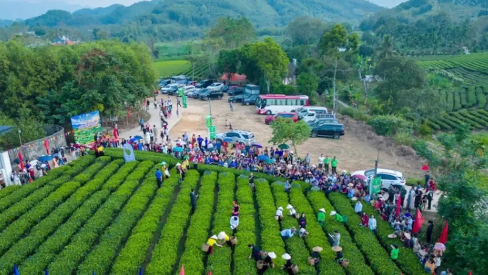 Festival Trà Quốc tế - Thái Nguyên 2026 lan tỏa tại Trại Cài qua hoạt động văn hóa trà, trải nghiệm và quảng bá đặc sản địa phương.