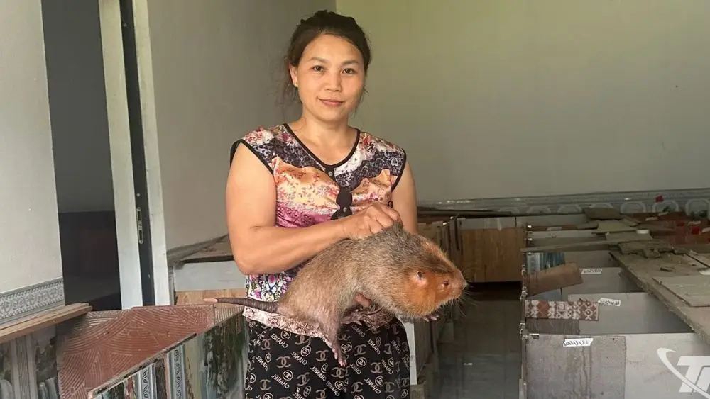 Chăn nuôi an toàn sinh học giúp hạn chế dịch bệnh, bảo vệ vật nuôi và nâng cao hiệu quả kinh tế.