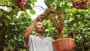 Nông dân Gia Lai đầu tư tiền tỷ trồng nho trên đất khô cằn, vượt khó thành công và thu về thành quả đáng chú ý.