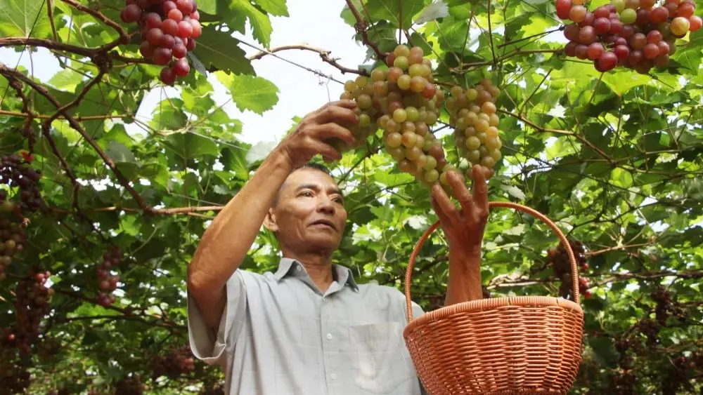 Nông dân Gia Lai đầu tư tiền tỷ trồng nho trên đất khô cằn, vượt khó thành công và thu về thành quả đáng chú ý.