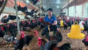 Vợ chồng bỏ phố về quê lập nghiệp, xây dựng trang trại chăn nuôi gà tại Nghệ An sau một cuộc gọi nhầm số đầy bất ngờ.