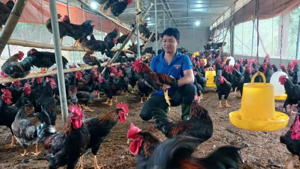 Vợ chồng bỏ phố về quê lập nghiệp, xây dựng trang trại chăn nuôi gà tại Nghệ An sau một cuộc gọi nhầm số đầy bất ngờ.