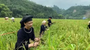Ngày hội cốm Khẩu nua Pái tại xã Nghĩa Tá, tỉnh Thái Nguyên, với các hoạt động văn hóa truyền thống.
