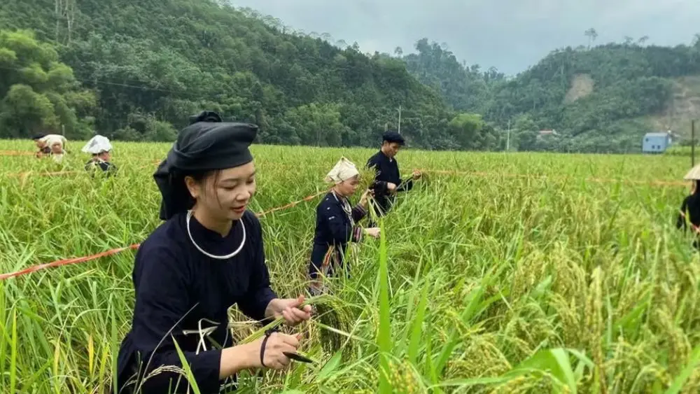 Ngày hội cốm Khẩu nua Pái tại xã Nghĩa Tá, tỉnh Thái Nguyên, với các hoạt động văn hóa truyền thống.