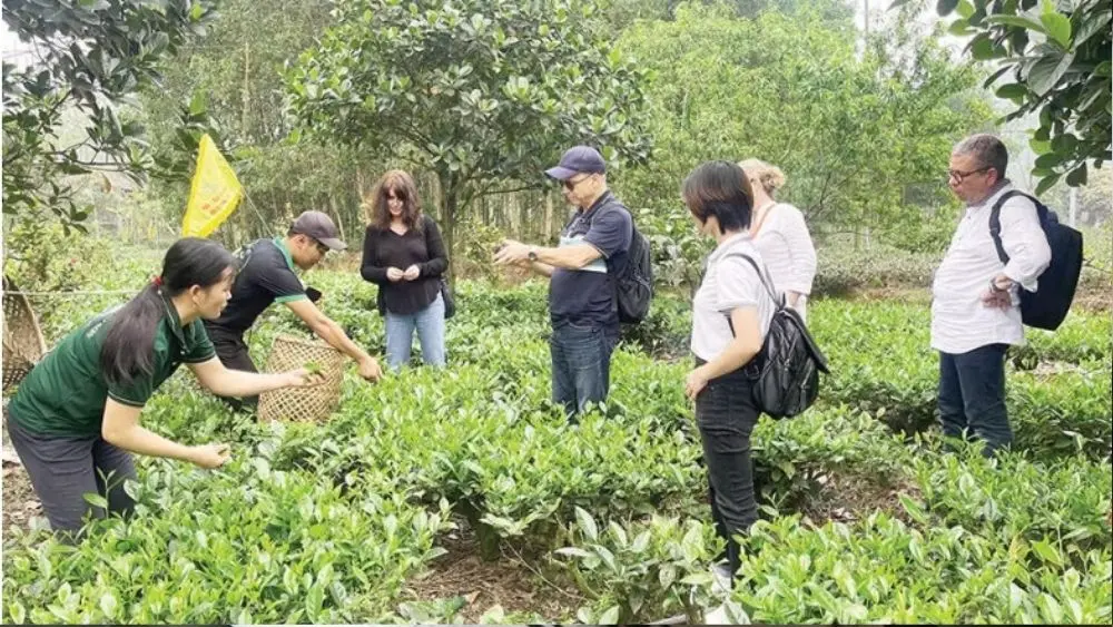 Du khách nước ngoài trải nghiệm văn hóa trà Thái Nguyên, khám phá vùng chè và những nét đặc sắc của địa phương.