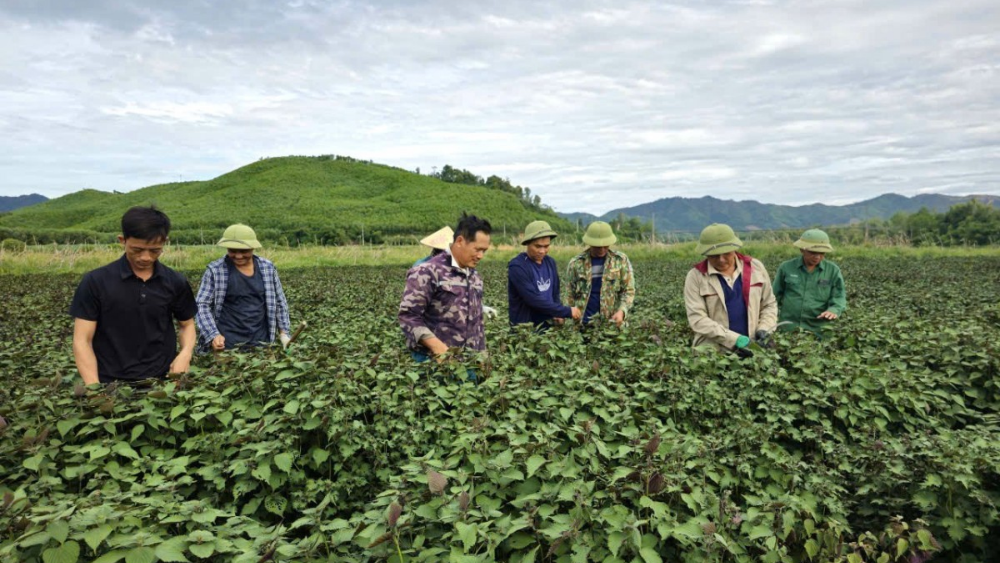 Tía tô được trồng tập trung tại Nghĩa Đồng, Nghệ An, gắn với chế biến tinh dầu, mở hướng nâng cao giá trị nông sản.