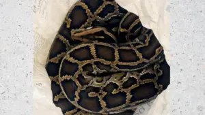 Người phụ nữ ở Nghệ An giao nộp cá thể trăn gấm nặng 11,5 kg cho cơ quan chức năng.