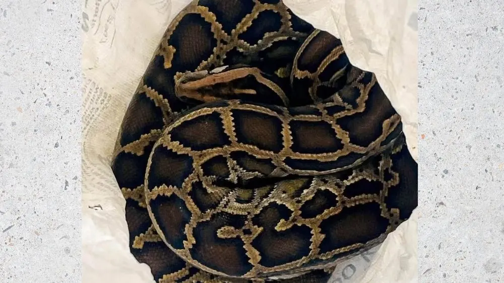Người phụ nữ ở Nghệ An giao nộp cá thể trăn gấm nặng 11,5 kg cho cơ quan chức năng.