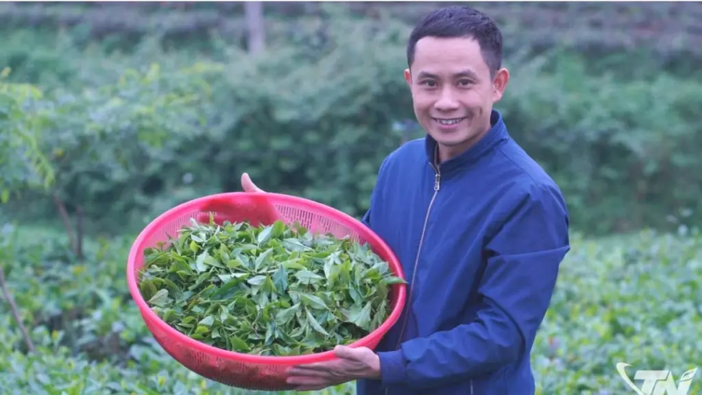 Tri thức trồng và chế biến chè Thái Nguyên được gìn giữ, phát huy qua những người trẻ như anh Trịnh Duy Lễ, góp phần làm mới sản phẩm trà quê hương.